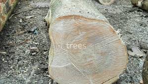 Image result for Gmelina