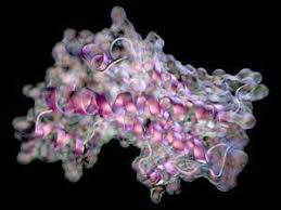 It is a type of mitogen which is. Human Growth Hormone Podcast Chemistry World