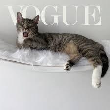They Tried To Put Me On The Cover Of Vogue Smokey Robinson And Diana Ross On Instagram They Tried To Put Me On The Cover Of Voguemagazine But My Legs Were Tooooo Long In 2020 Smokey Robinson Diana Ross Cats