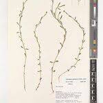 Image result for Calostephane