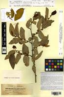 Image result for Ziziphus abyssinica