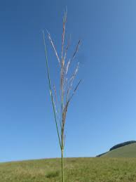 Image result for Aristida pilgeri