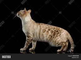 See more ideas about white bengal cat, bengal cat, bengal kitten. Snow White Bengal Cat Image Photo Free Trial Bigstock