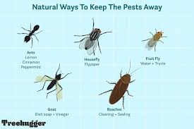 Check spelling or type a new query. Natural Ways To Get Rid Of Insects In Your Home