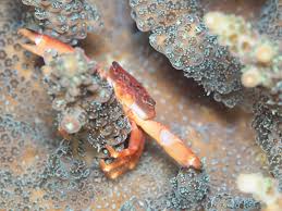 setsuko's room | 海の生き物図鑑