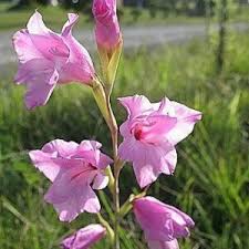 Image result for Gladiolus zimbabweensis