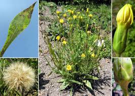 Image result for Pseudopodospermum hispanicum