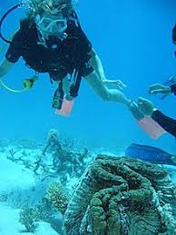 Die vulkaninsel ustica markiert italiens erstes meeresschutzgebiet und beeindruckt seine besucher mit einer vielseitigen unterwasserwelt, die ihresgleichen sucht. Tauchgebiet Wikipedia