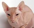Sphynx cat - Wikipedia