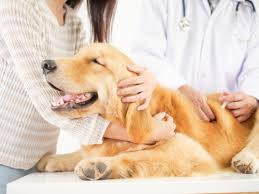 What is Early Detection Testing | Pet and Wellness | Highland Vet