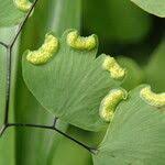 Image result for Adiantum poiretii