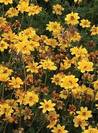 Image result for Bidens baumii
