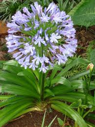 Image result for Agapanthus praecox