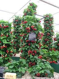 We've planted just half a dozen plants along the garden fence line the last few years, but in the spirit of planting vertically and trying to satisfy her appetite for the. Strawberry Towers Strawberry Tower Strawberry Garden Tower Garden