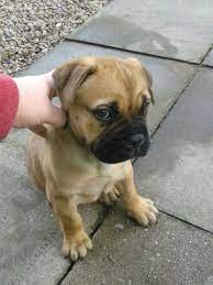 Cute Bullmastiff Puppy Bull Mastiff Puppies Bull Mastiff French Mastiff Puppies