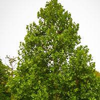 We also wanted a lot of trees since we have a large family. Fruit Trees Shade And Ornamental Trees And Seedlings