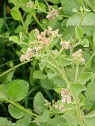 Image result for Blumea axillaris