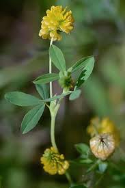 Image result for Trifolium polystachyum