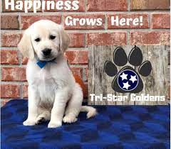 Lovely golden retriever babies ready for their new homes for adoption they are very playful and loves to give kisses. Tennessee Golden Retrievers Puppies For Sale Golden Retriever English Cream Golden Retriever Puppy Retriever