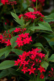 Image result for Jatropha scaposa