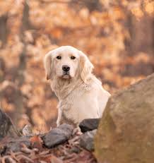 It helps you bond with them and. Golden Retriever Puppies