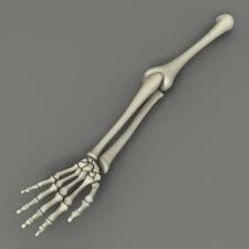 Skeleton Arm Bones 3d Model Skeleton Arm By Gurnislv Skeleton Arm Arm Bones Disney Costume Makeup