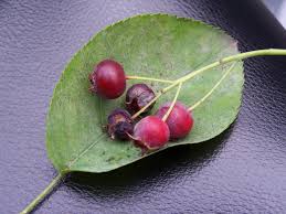 Image result for indiánská borůvka obrázek