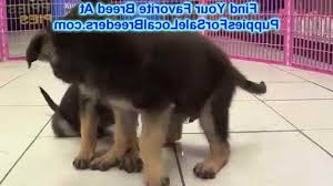 Hide this posting restore restore this posting. German Shepherd Puppies For Sale In Texas Craigslist