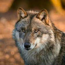 European Wolf Animali Selvatici Animali Volpe