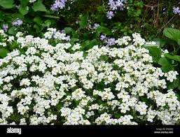 Image result for Arabis