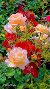 We did not find results for: Facebook Com Facebook Facebookcom Beautiful Rose Flowers Beautiful Flowers Garden Flower Garden