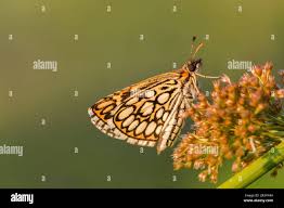 Image result for Heteropterus morpheus