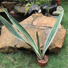Image result for Sansevieria metallica