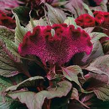 Celosia Dracula Black Rose Flower Flowers Shades Of Maroon