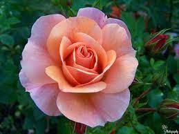 Single Rose Rose Flower Photos Beautiful Rose Flowers Flowers Photography Peonies