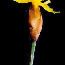 Image result for Xyris parvula