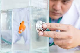 The Week contest: Fish surgery