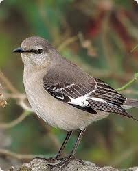 How does one become an editorial contributor? Pin On Birds For Reference