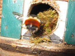 Bumble bees are important pollinators around the world. Bumble Bees In Bird House Beediverse Mason Bees