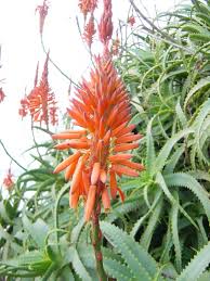 Image result for Aloe christianii