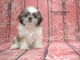 Find shih tzus for sale in the villages, fl on oodle classifieds. Information About Shih Tzu Puppies For You Petland