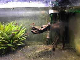 Die geschichte, … mein kollege mir heute erzählte, hatte ich schon gehört. Aquarium Vernachlassigt Ich Brauche Dringend Hilfe Fische Aquaristik Aquariumfische