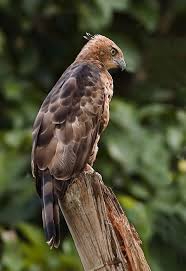 Wallace S Hawk Eagle N Nanus Hawk Eagle Birds Of Prey Eagle