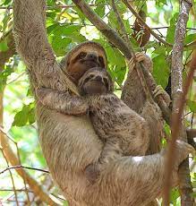 A post shared by julia svyatokha (@juliasvya) Pin On Mother Nature S Babies