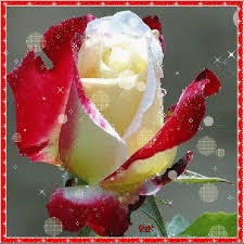 Mes montages roses scintillantes | Fleurs animées, Hybrides de thé, Fleurs