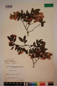 Image result for Pteleopsis anisoptera