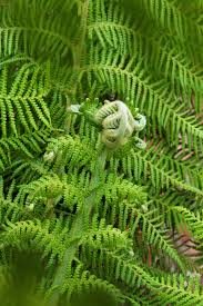 Image result for Allophylus tanzaniensis