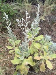 Image result for Barleria elegans