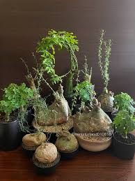 Image result for Raphionacme hirsuta