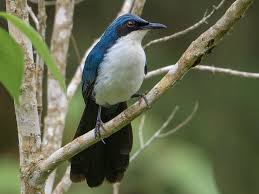 Image result for Monotes hypoleucus